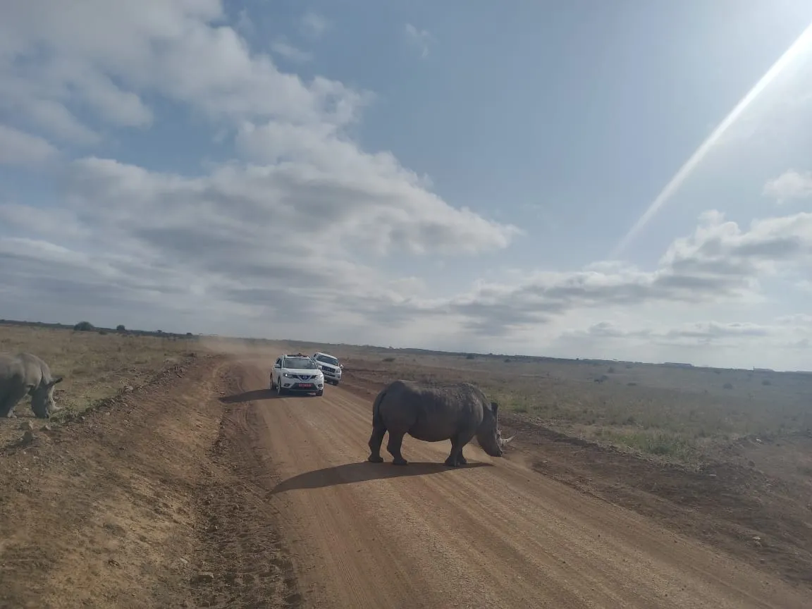 cape-buffalo