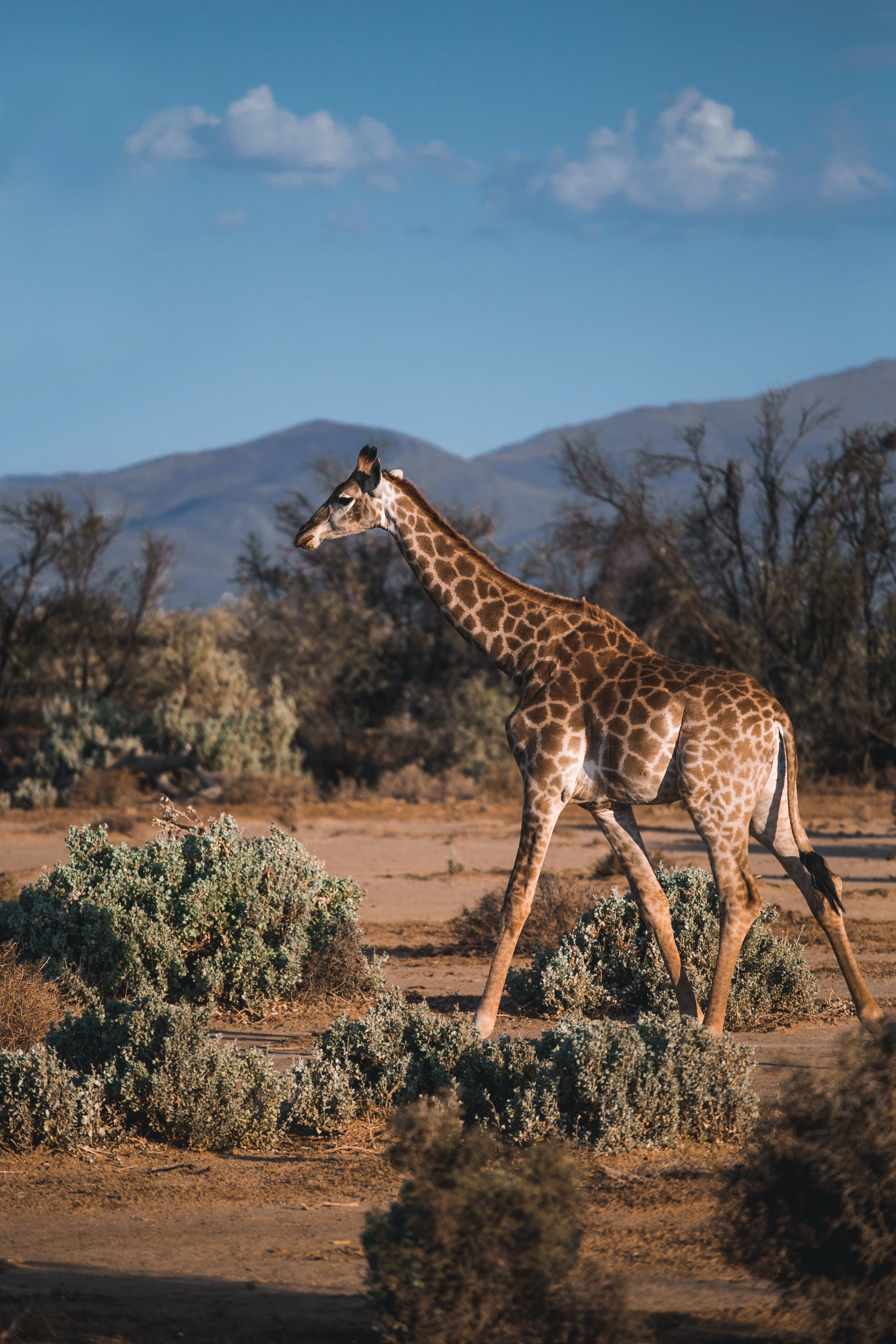 amboseli