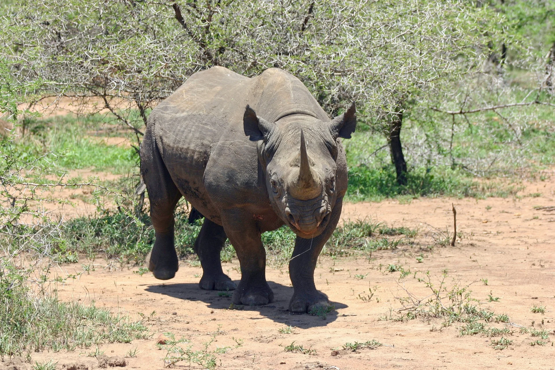 black-rhinoceros