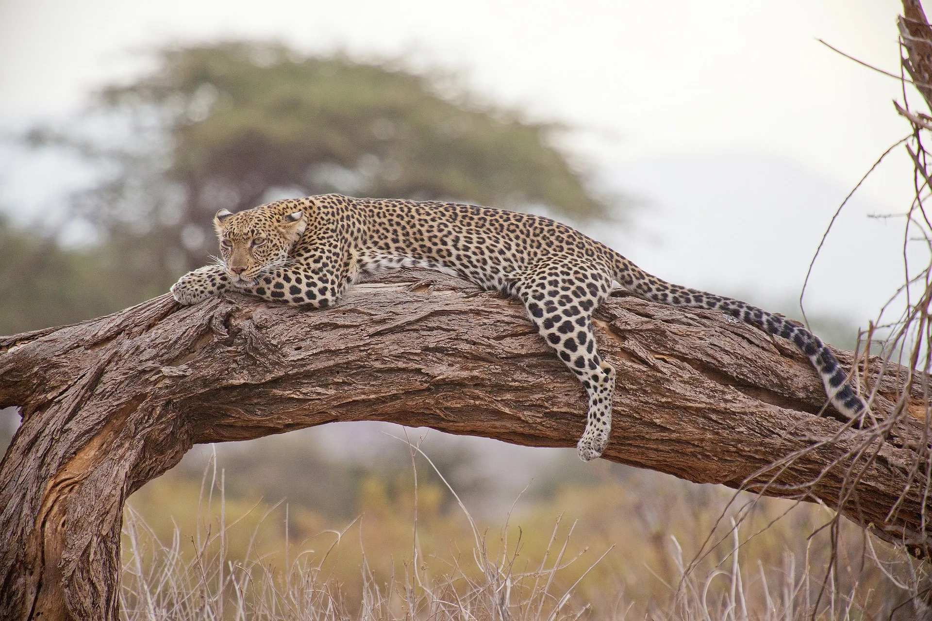 leopard