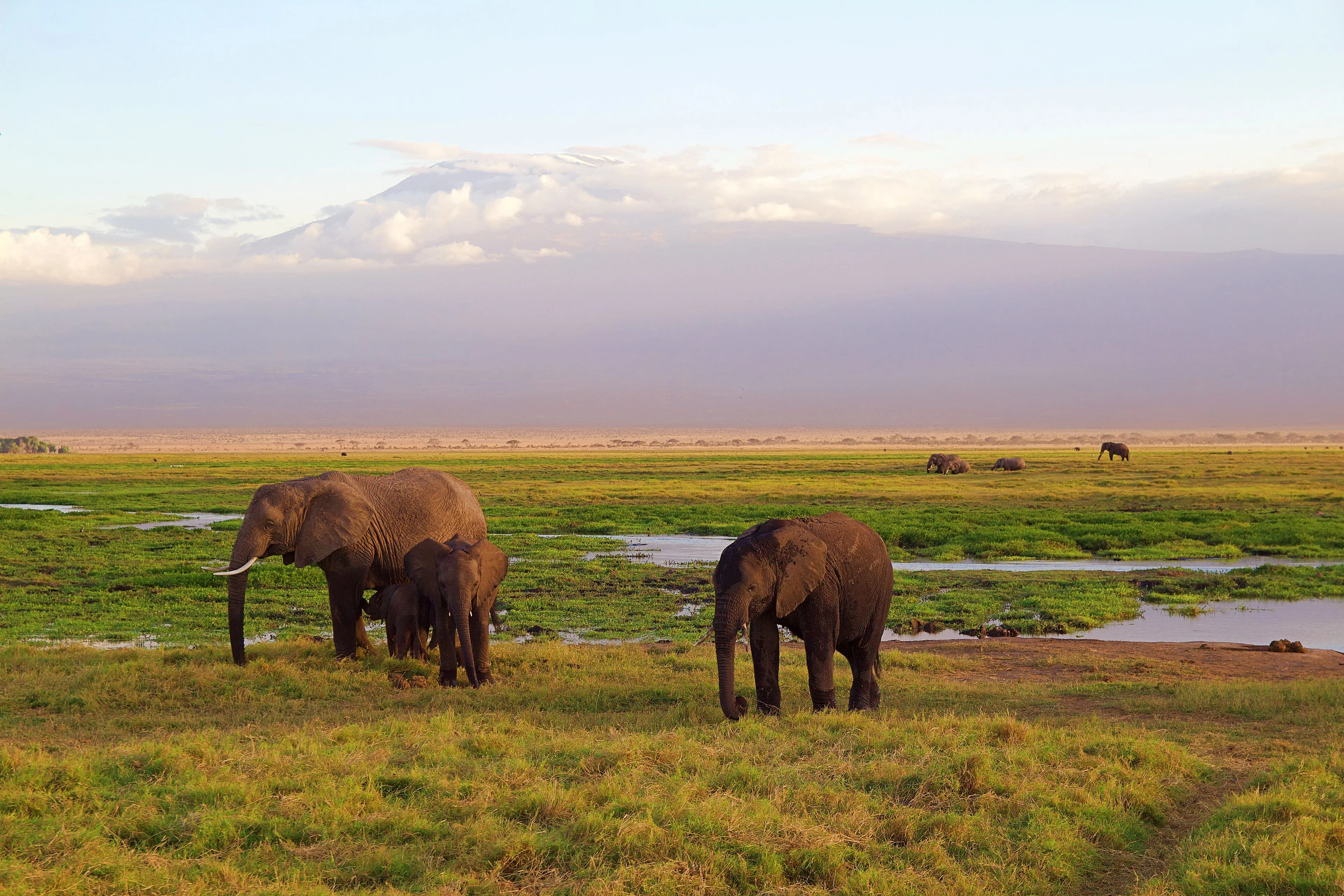 elephants-mountain class=