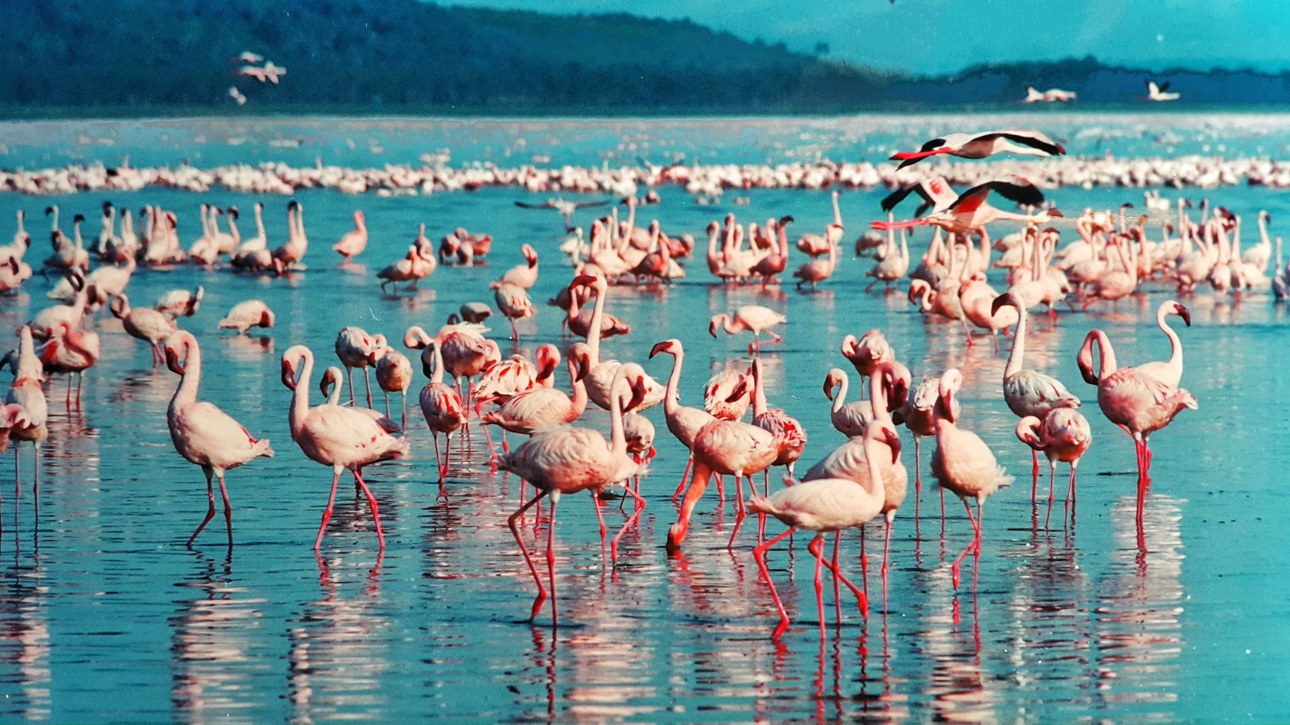 flamingo