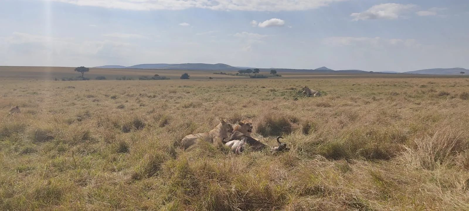 masai