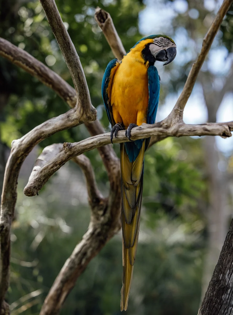parrot-uganda