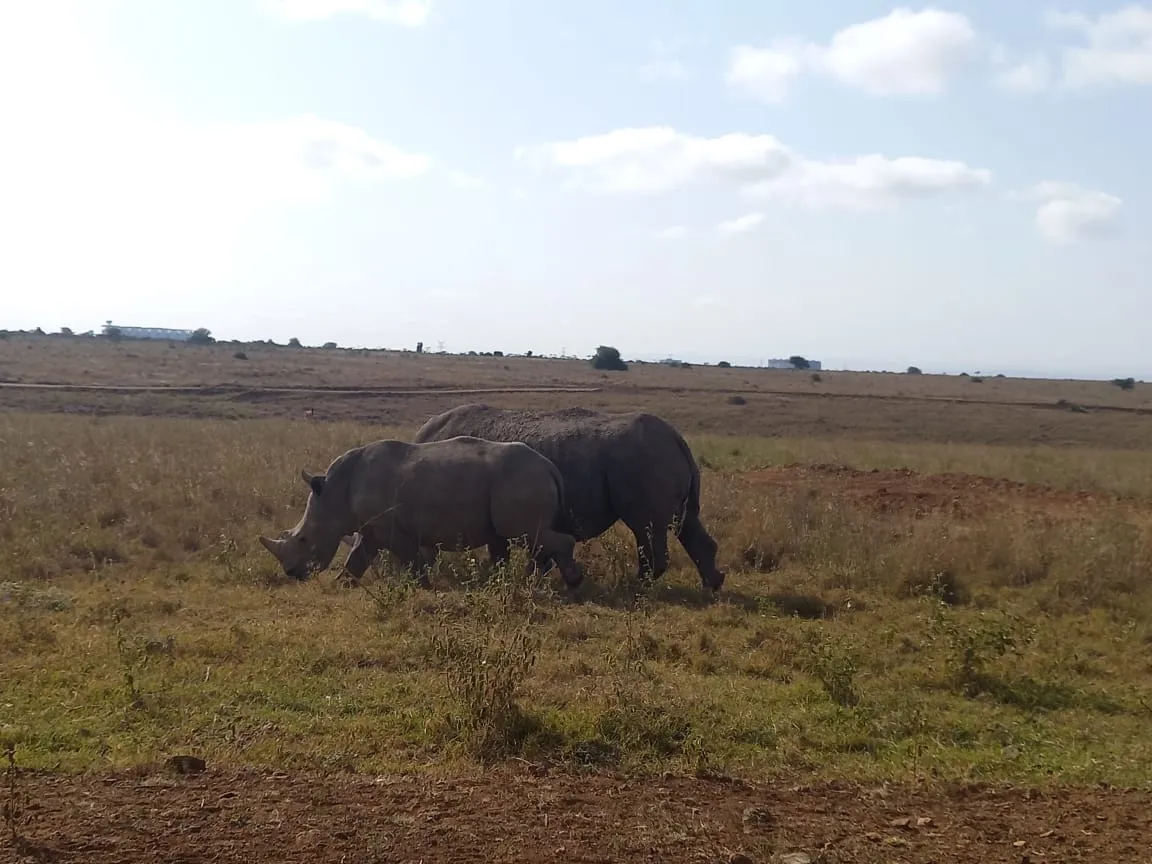 rhinos-grazing
