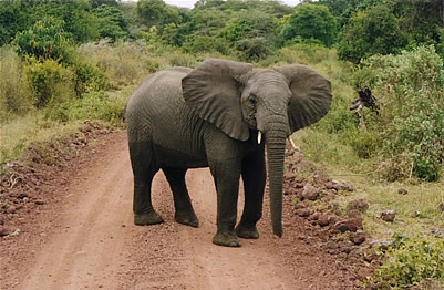 segereti-elephants