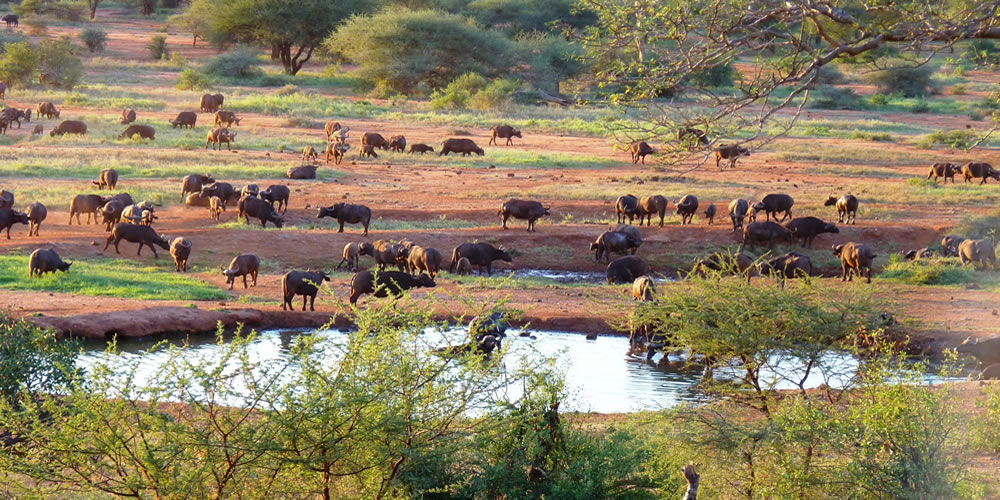 tsavo