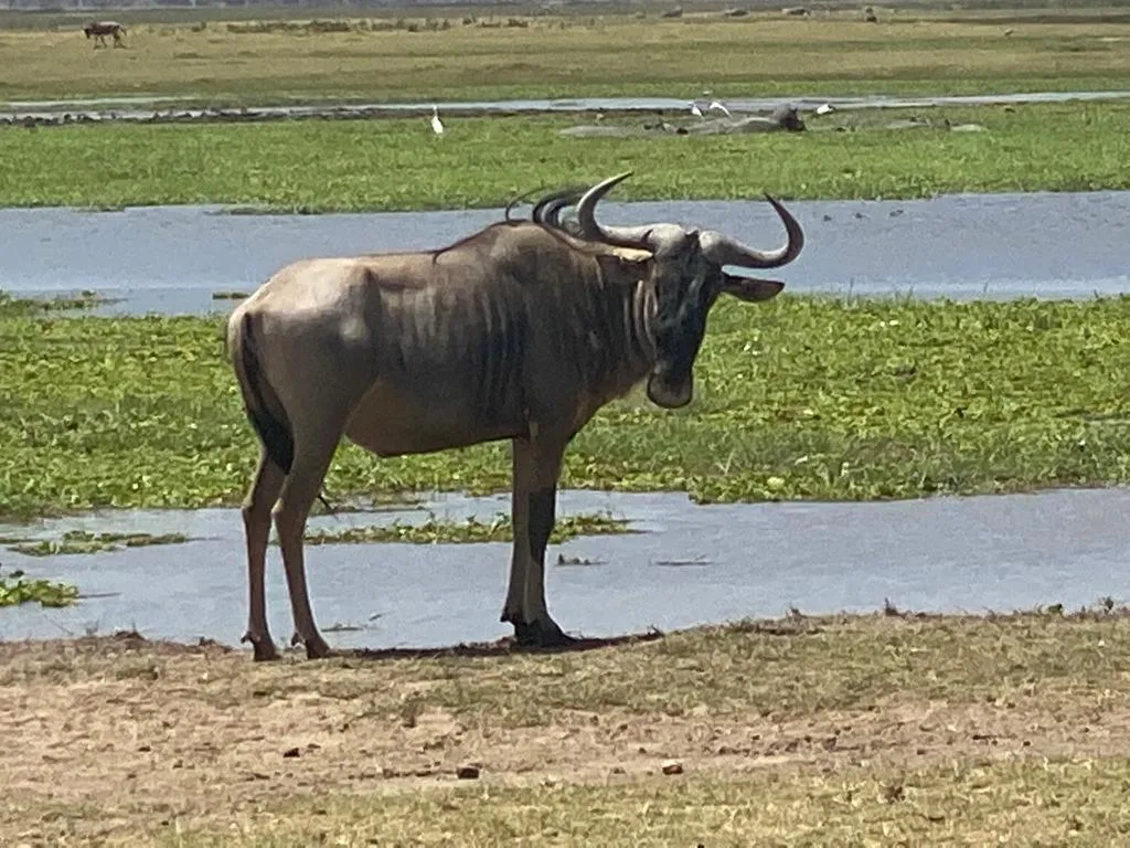 black-rhinoceros